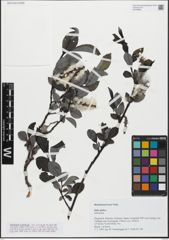 Foto von Salix glabra Scop.
